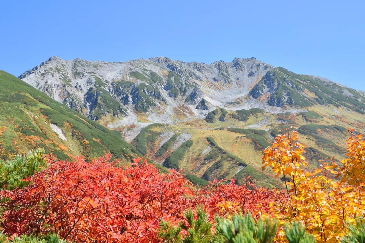 Bright red rowan and golden leaves below the Tateyama range near Murodo in late September