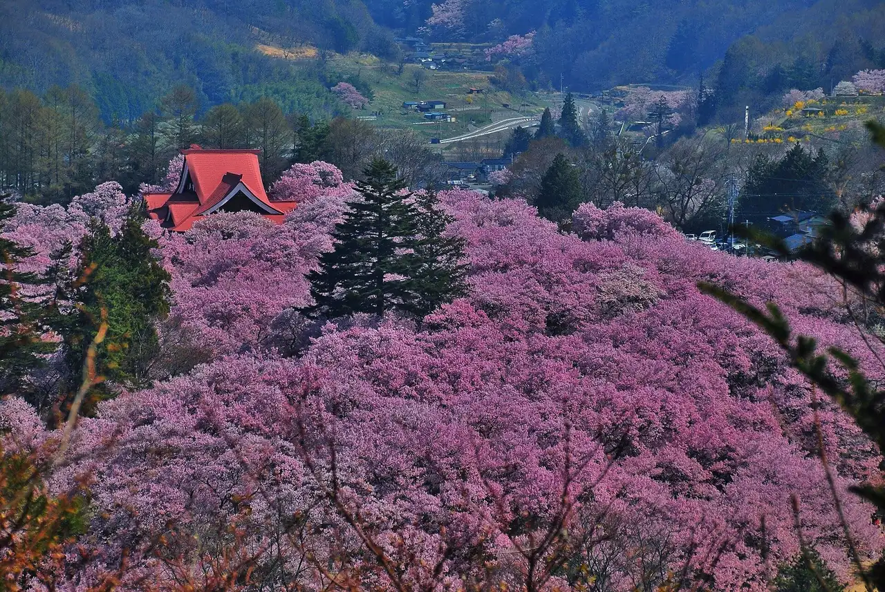 Hillsides of pink cherry blossoms around Takato Castle Park in Ina, Nagano, in April