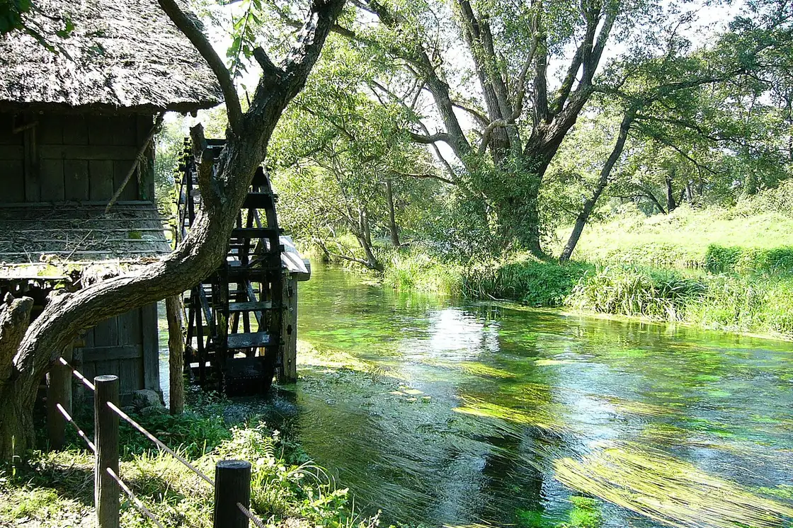 A wooden waterwheel and clear, weedy stream under trees at Daio Wasabi Farm in Azumino